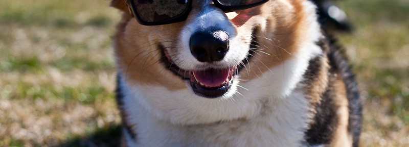 Purebred Corgi with Sunglasses in Alexandria VA