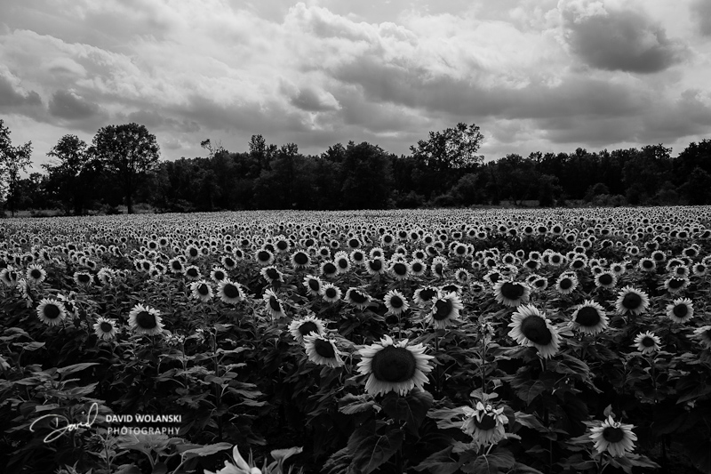 Helianthus annuus in black and white