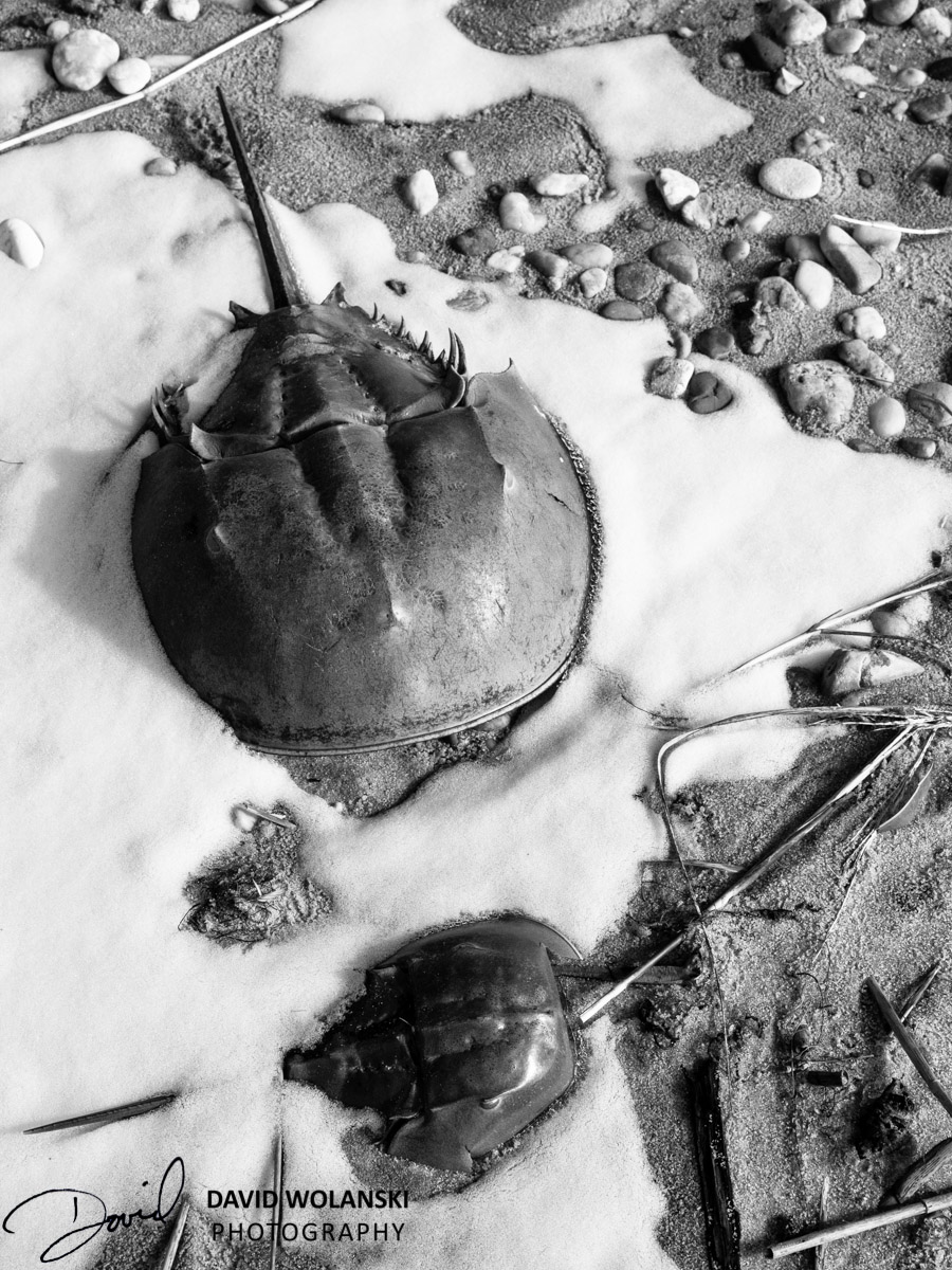 Here they are, frozen in time, a male and female crab in their mating ritual. The male is much smaller than the female in life and in death. 