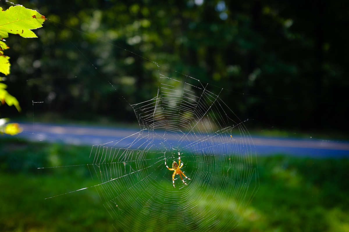 This rather large spider was sitting on the edge of the woods, quietly minding his own business. Few would see this as the series of trails and glistening gems 