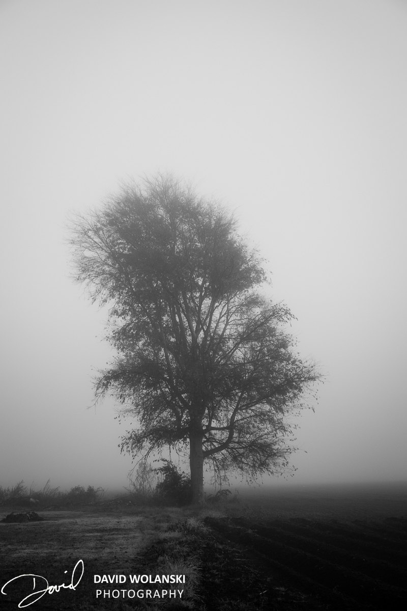 Lone tree in fog near Clarksdale MS