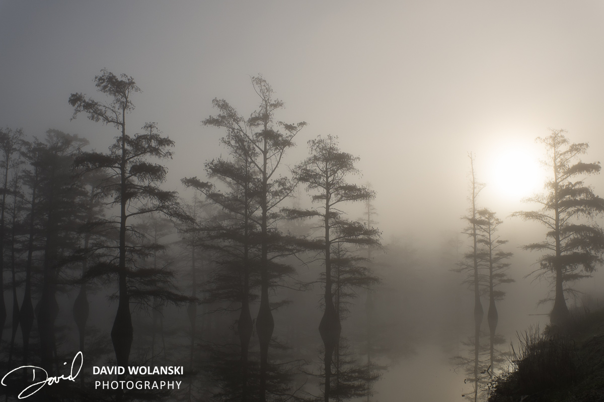 Foggy swamp scene near Clarksdale MS