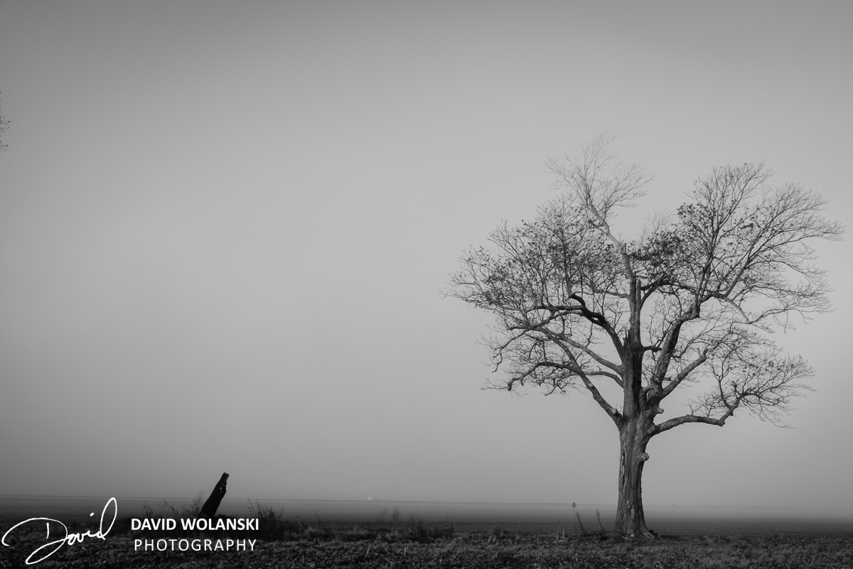 Barren tree and field in fog near Clarksdale MS