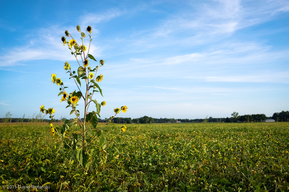 Sunflower in field of soy beans