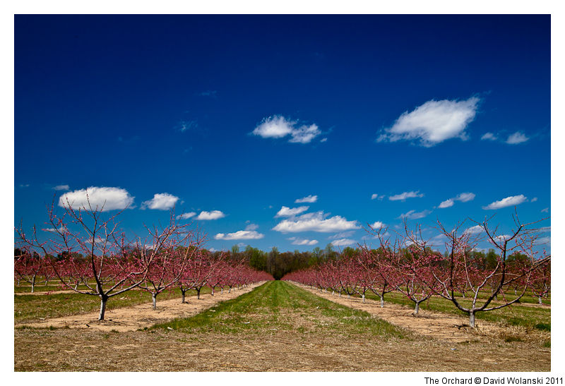 Fifer Orchard, Camden, DE David Wolanski Photography
