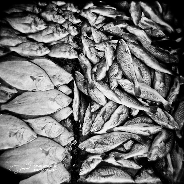 Captain White Seafood City, Washington DC Fish Market with a Holga