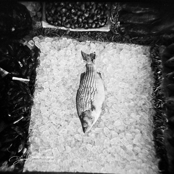 Captain White Seafood City, Washington DC Fish Market with a Holga