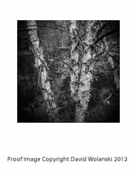 Birch Tree near Silver Lake, Dover, DE
