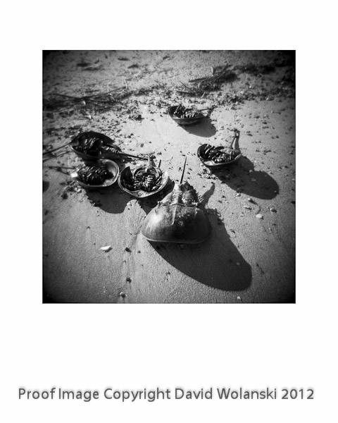 Horse Shoe Crabs, Dead on the beach, Port Mahon, Delaware