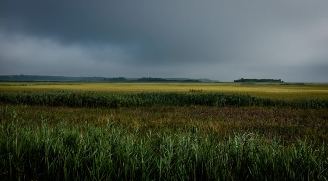 Light on wetlands in overcast conditions