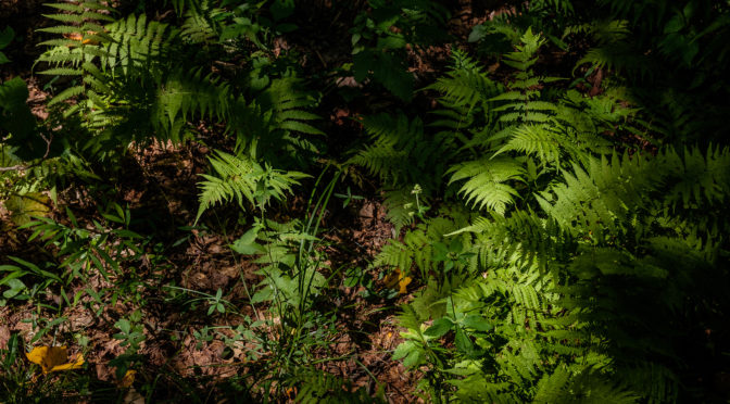 primordial ferns in dappled light