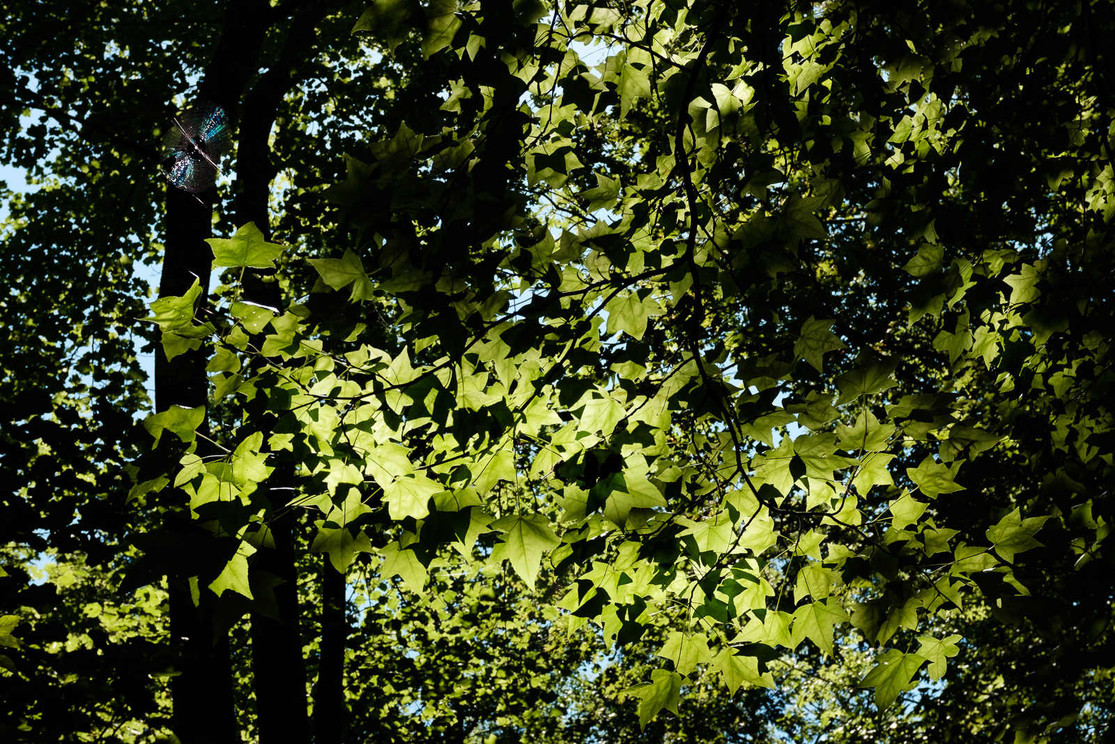 I was interested in the light that came through the leaves. I didn't even see an interesting detail til I opened this up on my computer at home